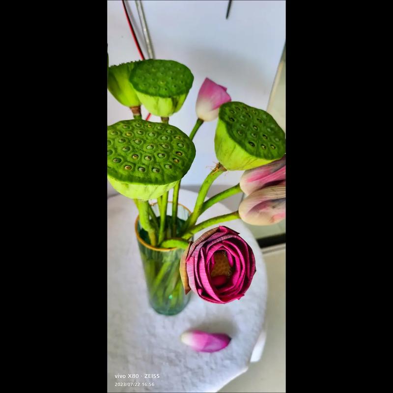 有莲蓬的鲜花花语和寓意(莲蓬花艺图片)-第2张图片-花花知道网 有莲蓬的鲜花花语和寓意(莲蓬花艺图片)-第2张图片-花花知道网
