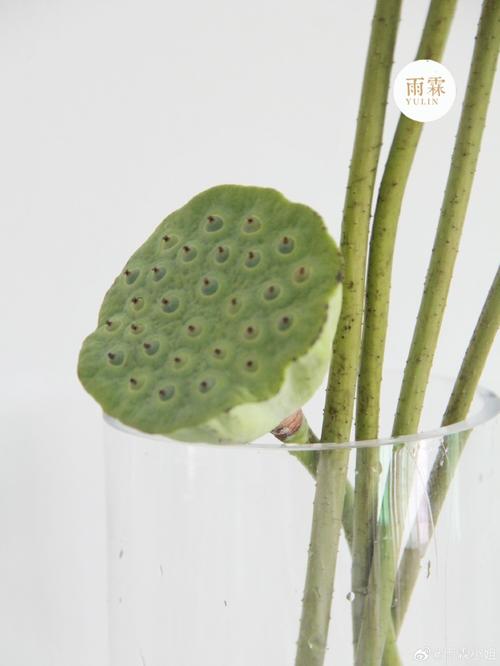有莲蓬的鲜花花语和寓意(莲蓬花艺图片)-第3张图片-花花知道网 有莲蓬的鲜花花语和寓意(莲蓬花艺图片)-第3张图片-花花知道网