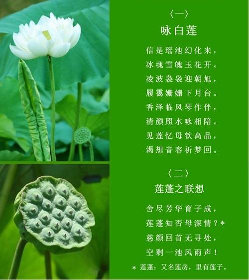 有莲蓬的鲜花花语和寓意(莲蓬花艺图片)-第6张图片-花花知道网 有莲蓬的鲜花花语和寓意(莲蓬花艺图片)-第6张图片-花花知道网