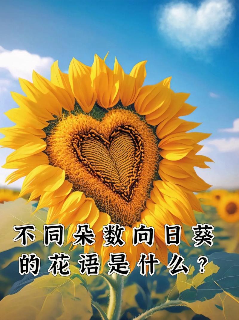 6朵向日葵鲜花的寓意(6朵向日葵多少钱)-第6张图片-花花知道网 6朵向日葵鲜花的寓意(6朵向日葵多少钱)-第6张图片-花花知道网