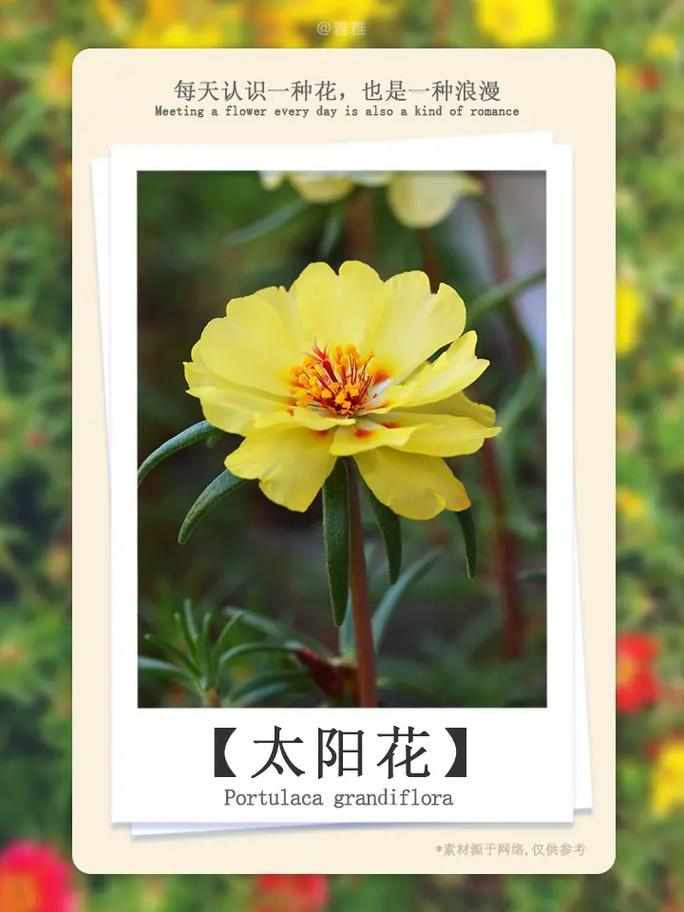 6朵向日葵鲜花的寓意(6朵向日葵多少钱)-第7张图片-花花知道网 6朵向日葵鲜花的寓意(6朵向日葵多少钱)-第7张图片-花花知道网