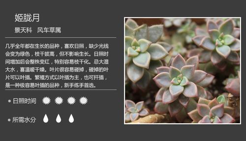 澳洲红宝石鲜花花语(红宝石的花语是什么)-第2张图片-花花知道网 澳洲红宝石鲜花花语(红宝石的花语是什么)-第2张图片-花花知道网