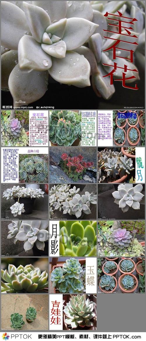 澳洲红宝石鲜花花语(红宝石的花语是什么)-第3张图片-花花知道网 澳洲红宝石鲜花花语(红宝石的花语是什么)-第3张图片-花花知道网
