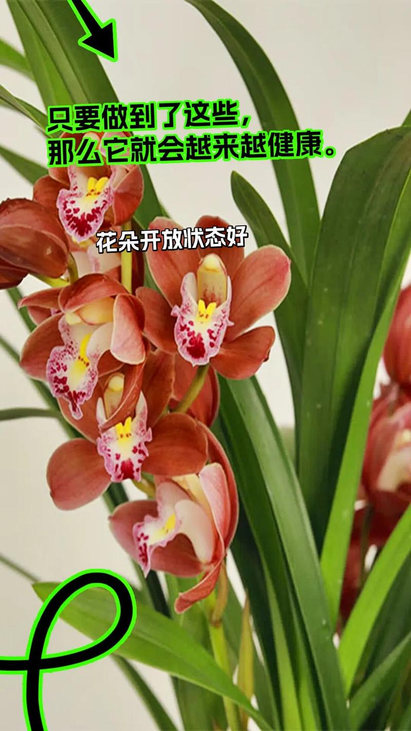 澳洲红宝石鲜花花语(红宝石的花语是什么)-第5张图片-花花知道网 澳洲红宝石鲜花花语(红宝石的花语是什么)-第5张图片-花花知道网