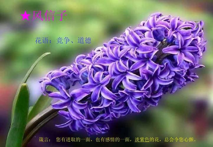 澳洲红宝石鲜花花语(红宝石的花语是什么)-第6张图片-花花知道网 澳洲红宝石鲜花花语(红宝石的花语是什么)-第6张图片-花花知道网