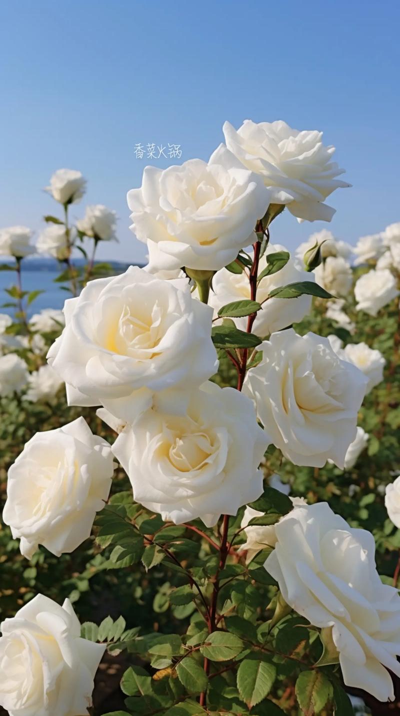 9朵白玫瑰鲜花花束寓意(9朵白玫瑰鲜花花束寓意和象征)-第2张图片-花花知道网 9朵白玫瑰鲜花花束寓意(9朵白玫瑰鲜花花束寓意和象征)-第2张图片-花花知道网