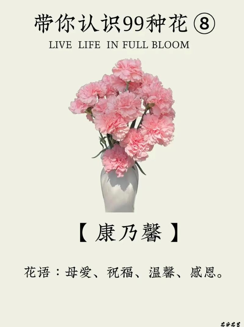康乃馨送花的数量讲究(康乃馨要送几朵)-第1张图片-花花知道网 康乃馨送花的数量讲究(康乃馨要送几朵)-第1张图片-花花知道网