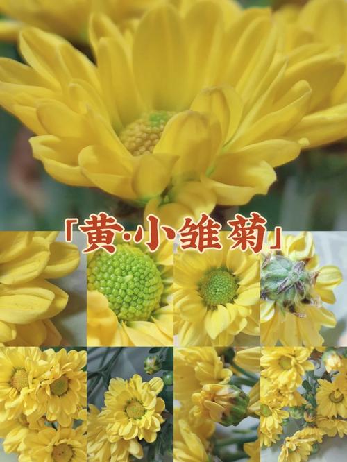 黄色小雏菊鲜花花语(黄色的雏菊代表什么意思)-第6张图片-花花知道网 黄色小雏菊鲜花花语(黄色的雏菊代表什么意思)-第6张图片-花花知道网