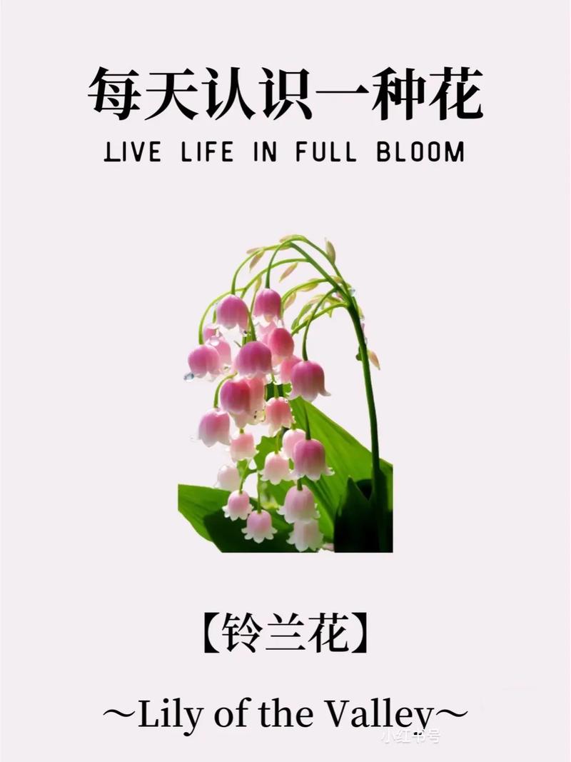 买鲜花花语(买鲜花的句子)-第2张图片-花花知道网 买鲜花花语(买鲜花的句子)-第2张图片-花花知道网