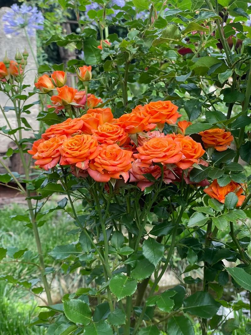 折射鲜花花语(折射鲜花花语的句子)-第2张图片-花花知道网 折射鲜花花语(折射鲜花花语的句子)-第2张图片-花花知道网