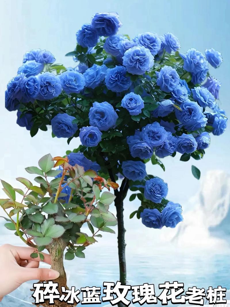 折射鲜花花语(折射鲜花花语的句子)-第4张图片-花花知道网 折射鲜花花语(折射鲜花花语的句子)-第4张图片-花花知道网