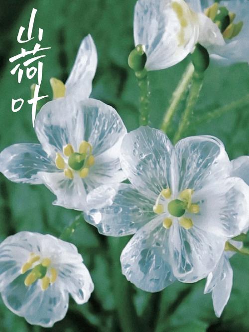 折射鲜花花语(折射鲜花花语的句子)-第7张图片-花花知道网 折射鲜花花语(折射鲜花花语的句子)-第7张图片-花花知道网