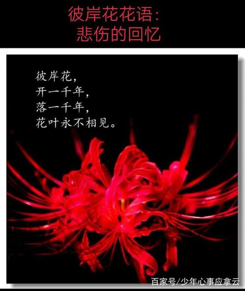 代表错过遗憾的鲜花花语(表达错过的遗憾的id)-第2张图片-花花知道网 代表错过遗憾的鲜花花语(表达错过的遗憾的id)-第2张图片-花花知道网