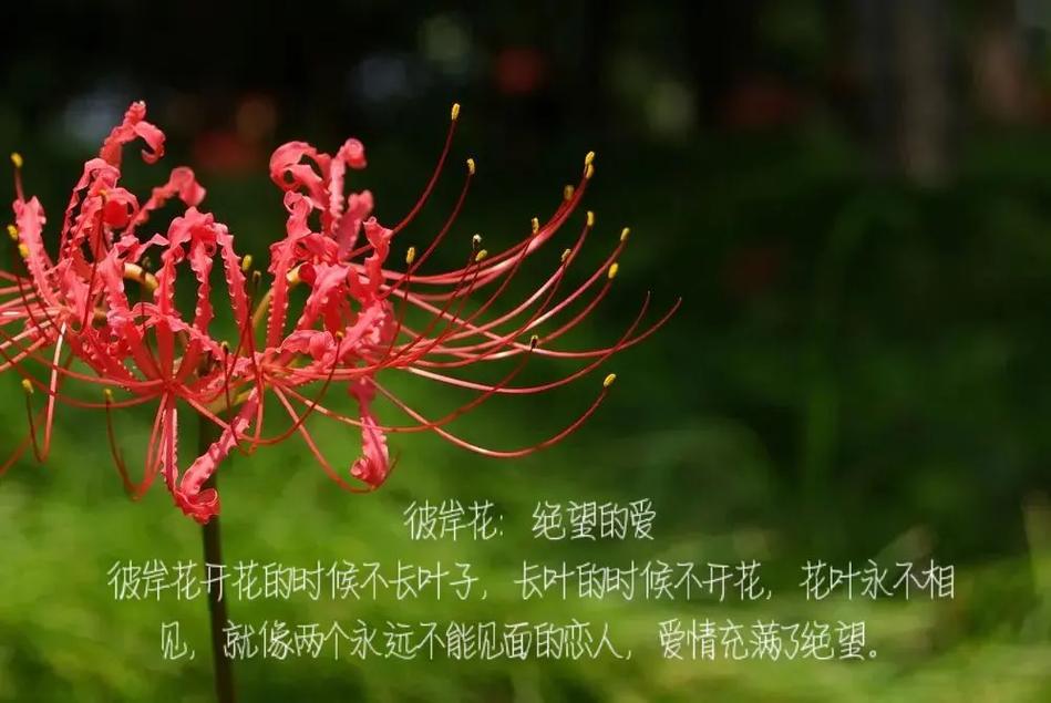 代表错过遗憾的鲜花花语(表达错过的遗憾的id)-第3张图片-花花知道网 代表错过遗憾的鲜花花语(表达错过的遗憾的id)-第3张图片-花花知道网