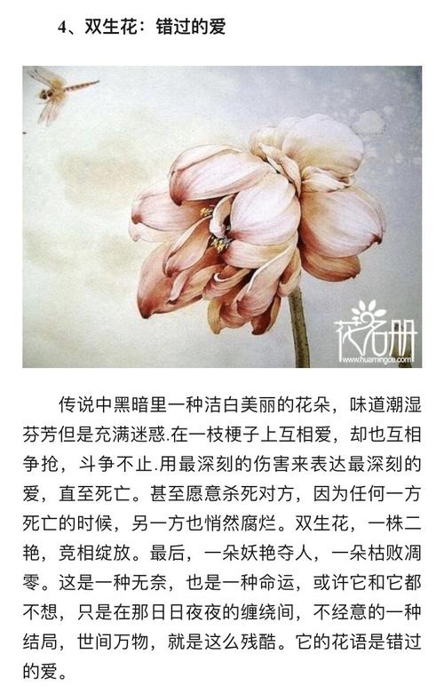 代表错过遗憾的鲜花花语(表达错过的遗憾的id)-第4张图片-花花知道网 代表错过遗憾的鲜花花语(表达错过的遗憾的id)-第4张图片-花花知道网