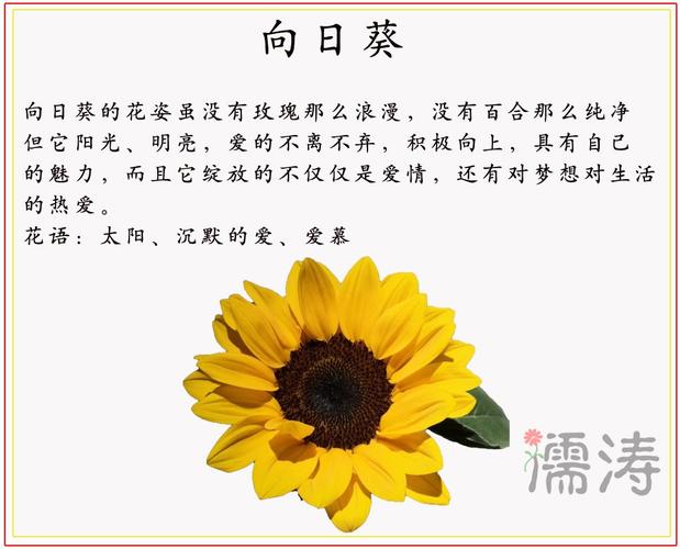 送给我爸爸的鲜花花语和寓意(给爸爸送花写什么)-第5张图片-花花知道网 送给我爸爸的鲜花花语和寓意(给爸爸送花写什么)-第5张图片-花花知道网