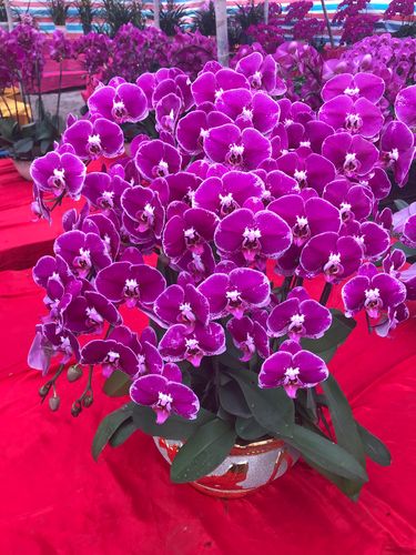 过年鲜花花语(过年鲜花寓意)-第7张图片-花花知道网 过年鲜花花语(过年鲜花寓意)-第7张图片-花花知道网