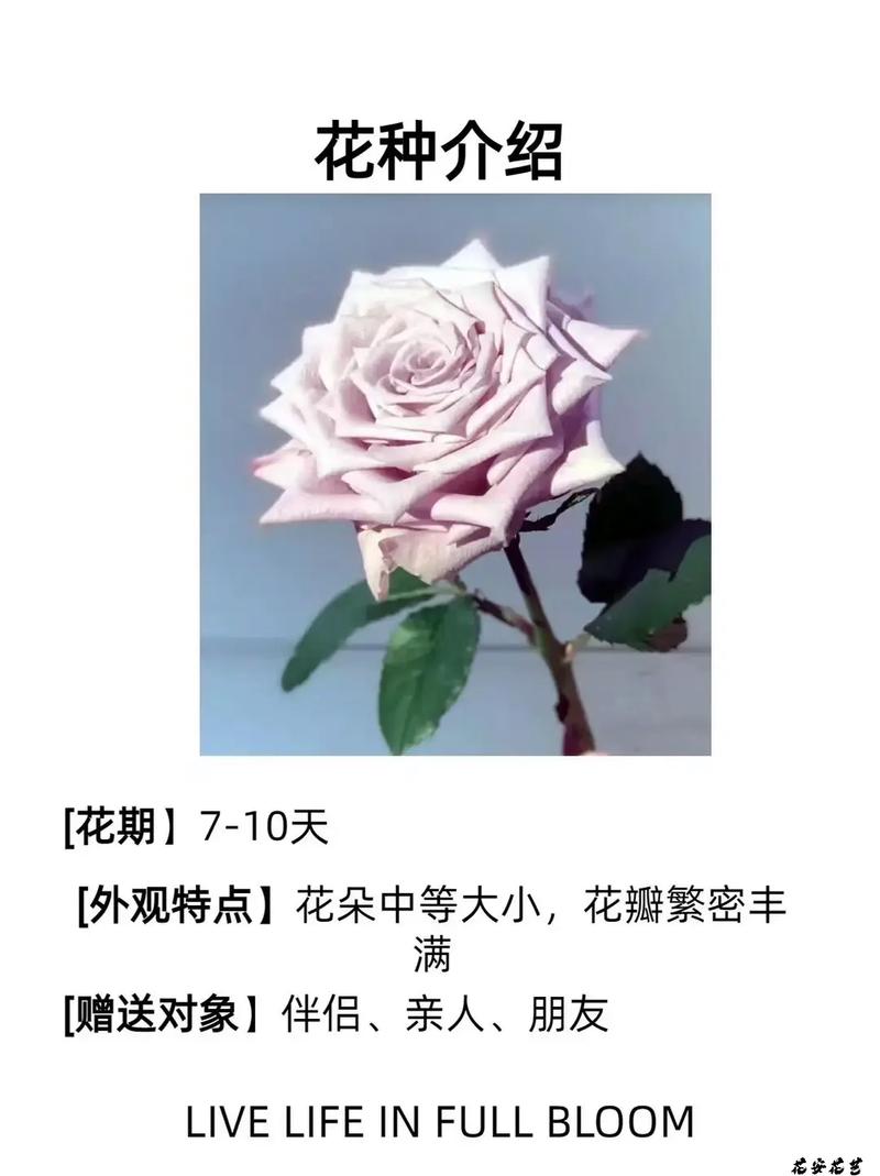 珍爱鲜花花语(珍爱鲜花花语怎么写)-第6张图片-花花知道网 珍爱鲜花花语(珍爱鲜花花语怎么写)-第6张图片-花花知道网