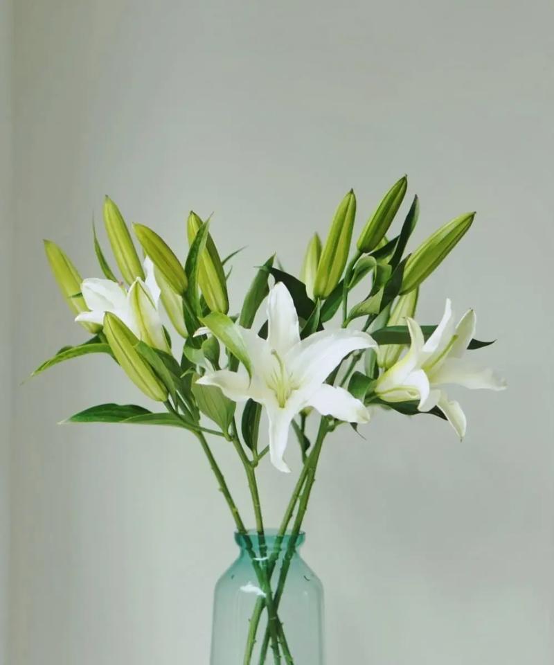 9朵香水百合鲜花花束寓意(香水百合一朵花能开多久)-第1张图片-花花知道网 9朵香水百合鲜花花束寓意(香水百合一朵花能开多久)-第1张图片-花花知道网
