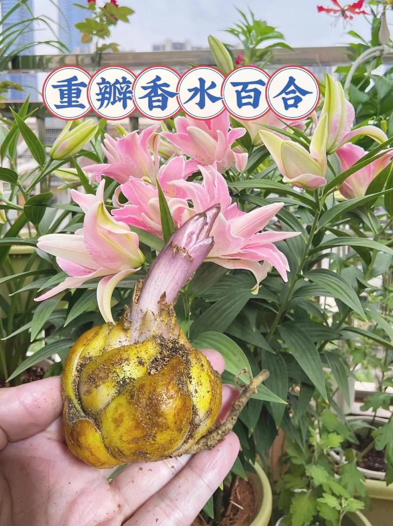 9朵香水百合鲜花花束寓意(香水百合一朵花能开多久)-第3张图片-花花知道网 9朵香水百合鲜花花束寓意(香水百合一朵花能开多久)-第3张图片-花花知道网