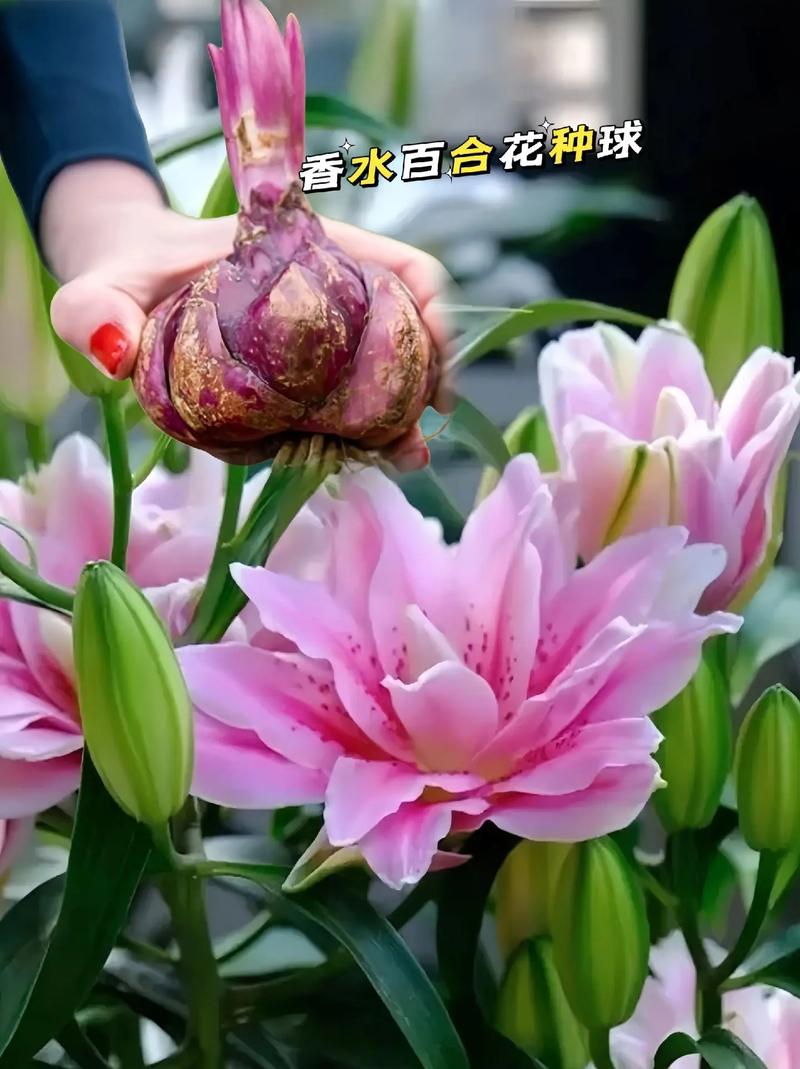 9朵香水百合鲜花花束寓意(香水百合一朵花能开多久)-第4张图片-花花知道网 9朵香水百合鲜花花束寓意(香水百合一朵花能开多久)-第4张图片-花花知道网