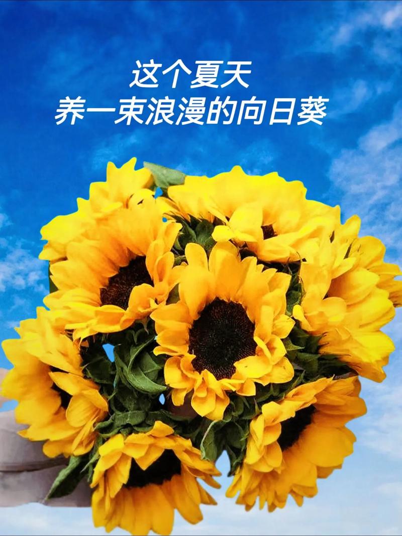 向日葵鲜花花束的花语和寓意(向日葵鲜花花束的花语和寓意是什么)-第3张图片-花花知道网 向日葵鲜花花束的花语和寓意(向日葵鲜花花束的花语和寓意是什么)-第3张图片-花花知道网