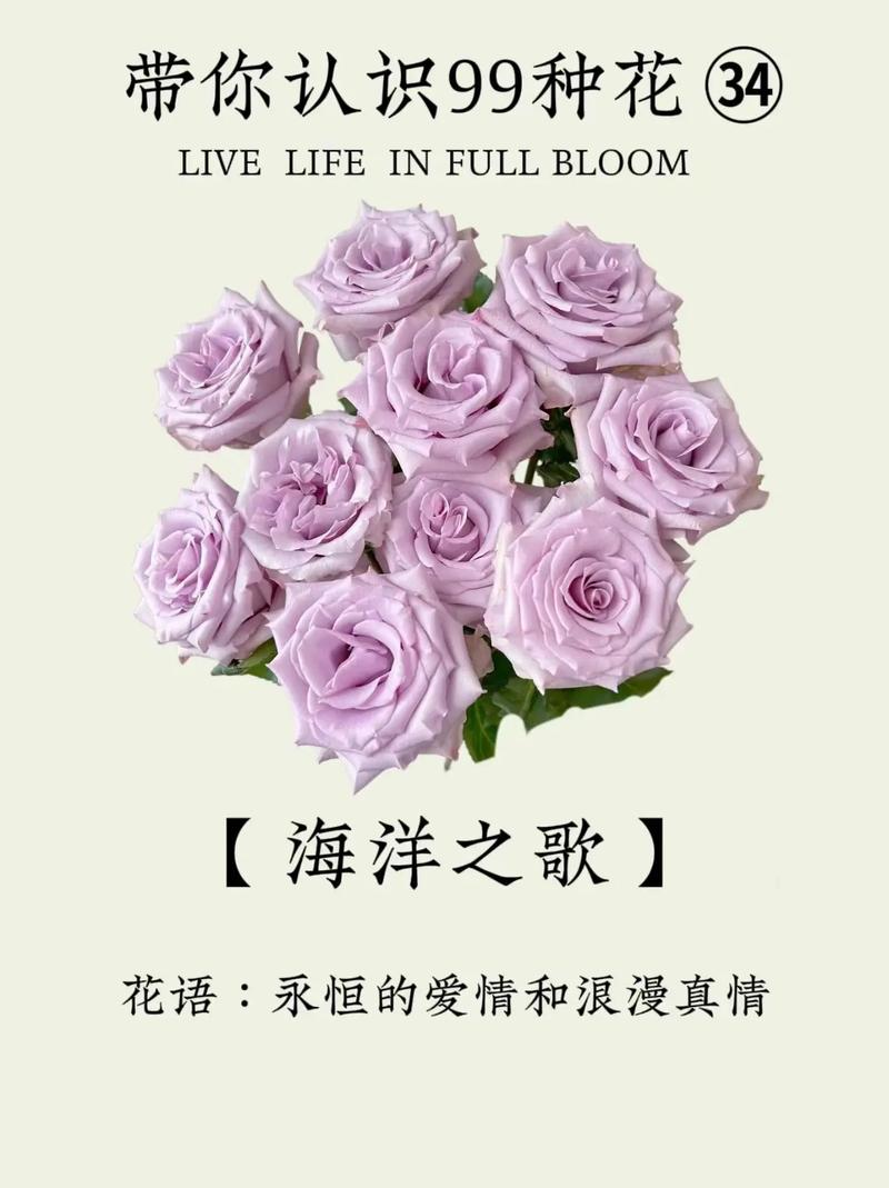 鲜花花束和花语的区别是什么(鲜花花束寓意)-第8张图片-花花知道网 鲜花花束和花语的区别是什么(鲜花花束寓意)-第8张图片-花花知道网
