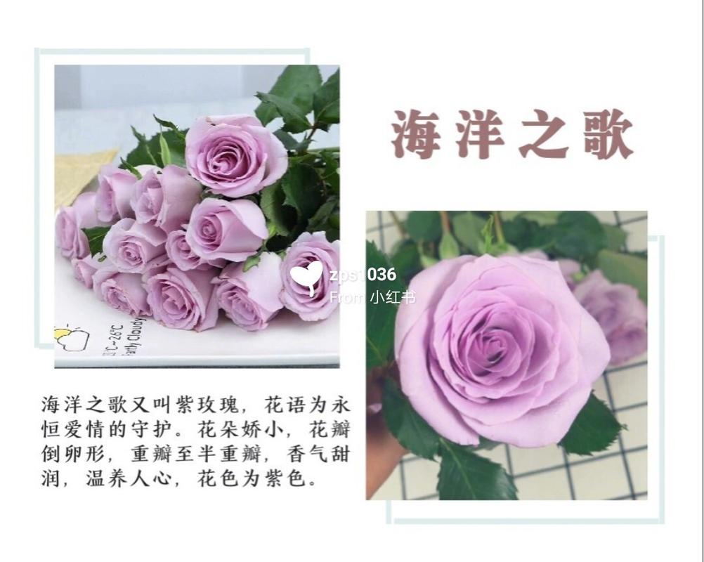 送花颜色的深浅有讲究吗(花送什么颜色)-第1张图片-花花知道网 送花颜色的深浅有讲究吗(花送什么颜色)-第1张图片-花花知道网