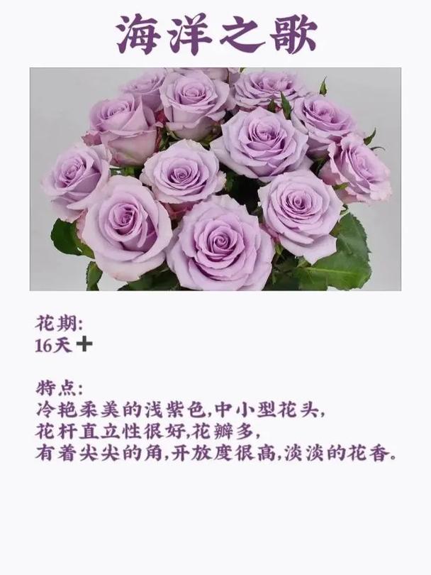 送花颜色的深浅有讲究吗(花送什么颜色)-第3张图片-花花知道网 送花颜色的深浅有讲究吗(花送什么颜色)-第3张图片-花花知道网