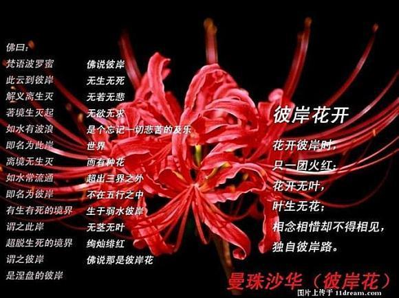 鲜花花绳花语(12123交罚款交重复了怎么办)-第4张图片-花花知道网 鲜花花绳花语(12123交罚款交重复了怎么办)-第4张图片-花花知道网