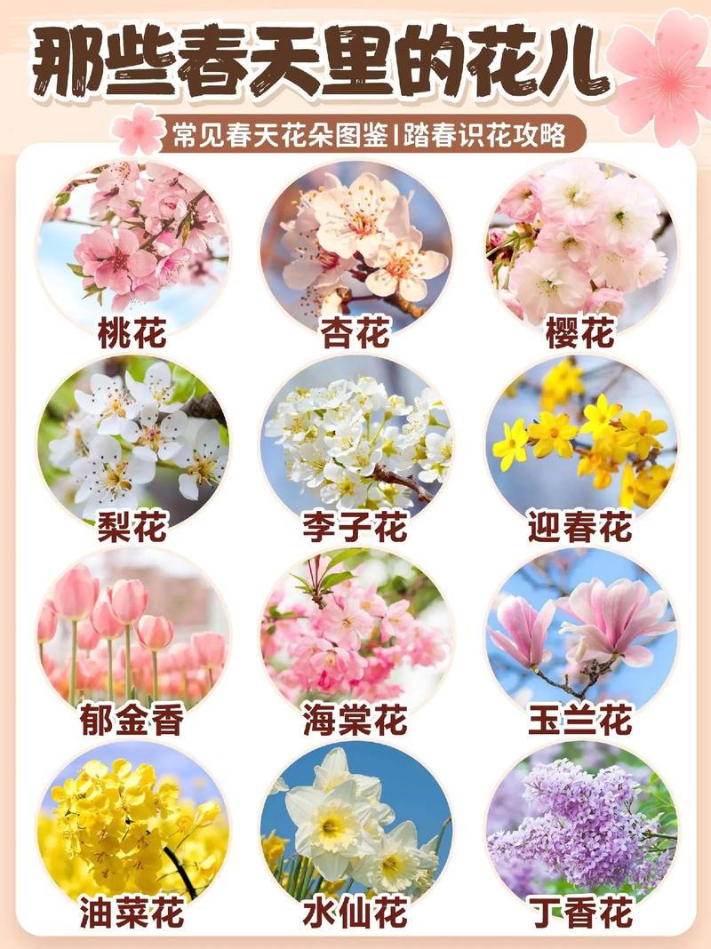 鲜花花绳花语(12123交罚款交重复了怎么办)-第5张图片-花花知道网 鲜花花绳花语(12123交罚款交重复了怎么办)-第5张图片-花花知道网