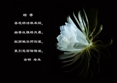 鲜花花语昙花(昙花花语句子)-第3张图片-花花知道网 鲜花花语昙花(昙花花语句子)-第3张图片-花花知道网