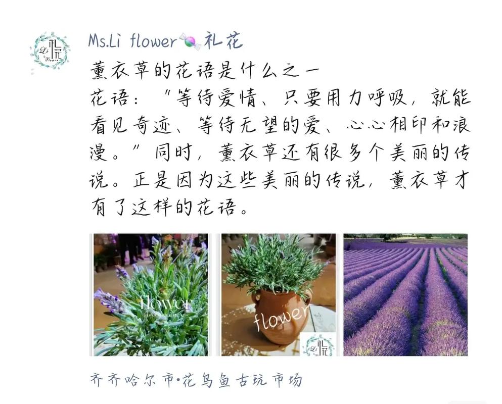 折射鲜花花语是什么意义(折射鲜花花语是什么意义呢)-第1张图片-花花知道网 折射鲜花花语是什么意义(折射鲜花花语是什么意义呢)-第1张图片-花花知道网