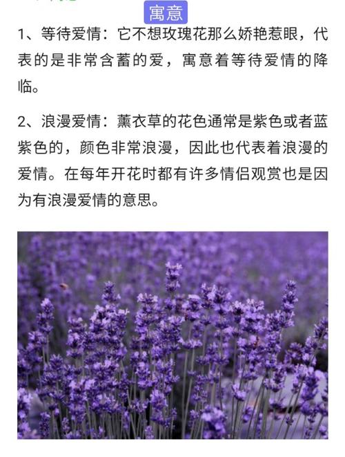 折射鲜花花语是什么意义(折射鲜花花语是什么意义呢)-第6张图片-花花知道网 折射鲜花花语是什么意义(折射鲜花花语是什么意义呢)-第6张图片-花花知道网