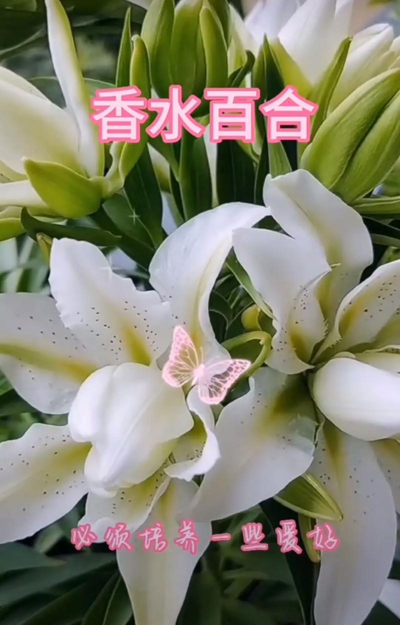 33朵鲜花百合花束寓意(百合花束99朵)-第2张图片-花花知道网 33朵鲜花百合花束寓意(百合花束99朵)-第2张图片-花花知道网