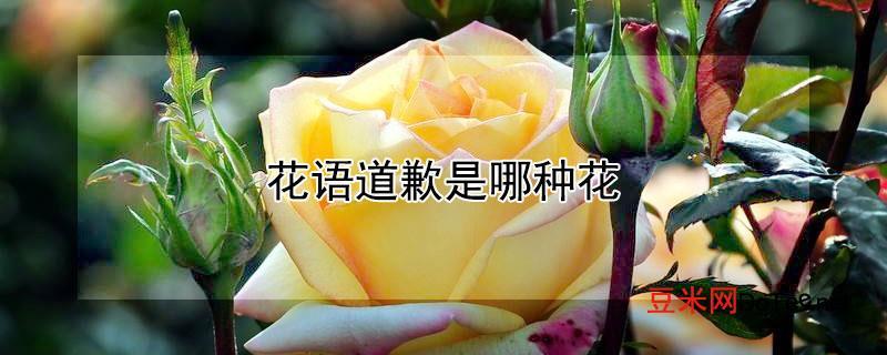 鲜花花语朵数道歉(100种鲜花的花语道歉)-第3张图片-花花知道网 鲜花花语朵数道歉(100种鲜花的花语道歉)-第3张图片-花花知道网