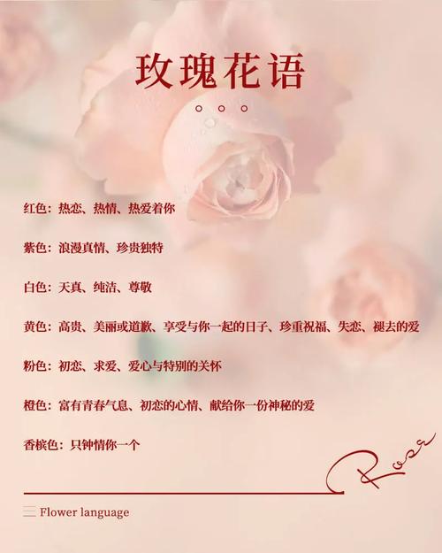 鲜花花语朵数道歉(100种鲜花的花语道歉)-第4张图片-花花知道网 鲜花花语朵数道歉(100种鲜花的花语道歉)-第4张图片-花花知道网