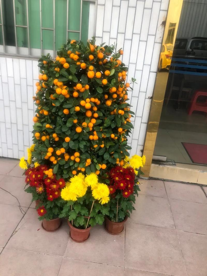 招财鲜花花语(招财寓意的鲜花)-第2张图片-花花知道网 招财鲜花花语(招财寓意的鲜花)-第2张图片-花花知道网