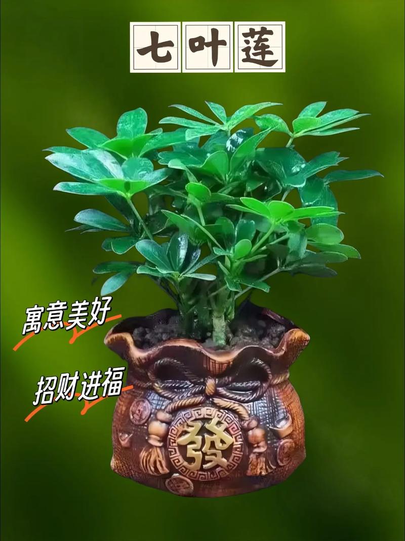 招财鲜花花语(招财寓意的鲜花)-第5张图片-花花知道网 招财鲜花花语(招财寓意的鲜花)-第5张图片-花花知道网