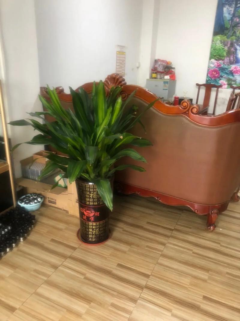 招财鲜花花语(招财寓意的鲜花)-第7张图片-花花知道网 招财鲜花花语(招财寓意的鲜花)-第7张图片-花花知道网