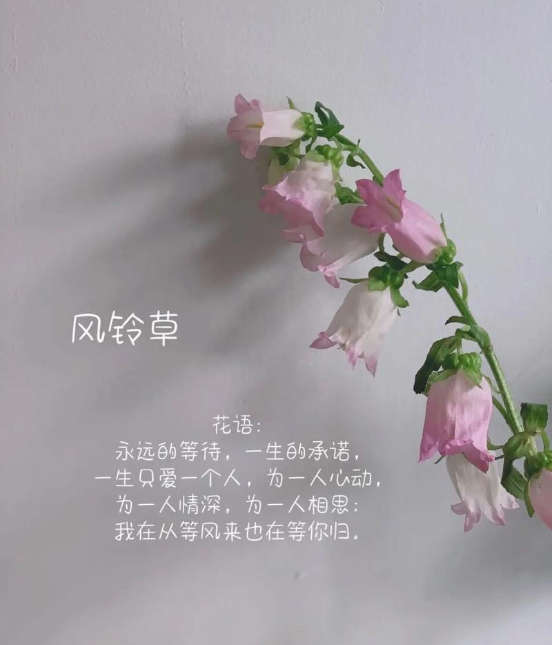 风铃鲜花花语(风铃花的寓意和象征)-第1张图片-花花知道网 风铃鲜花花语(风铃花的寓意和象征)-第1张图片-花花知道网