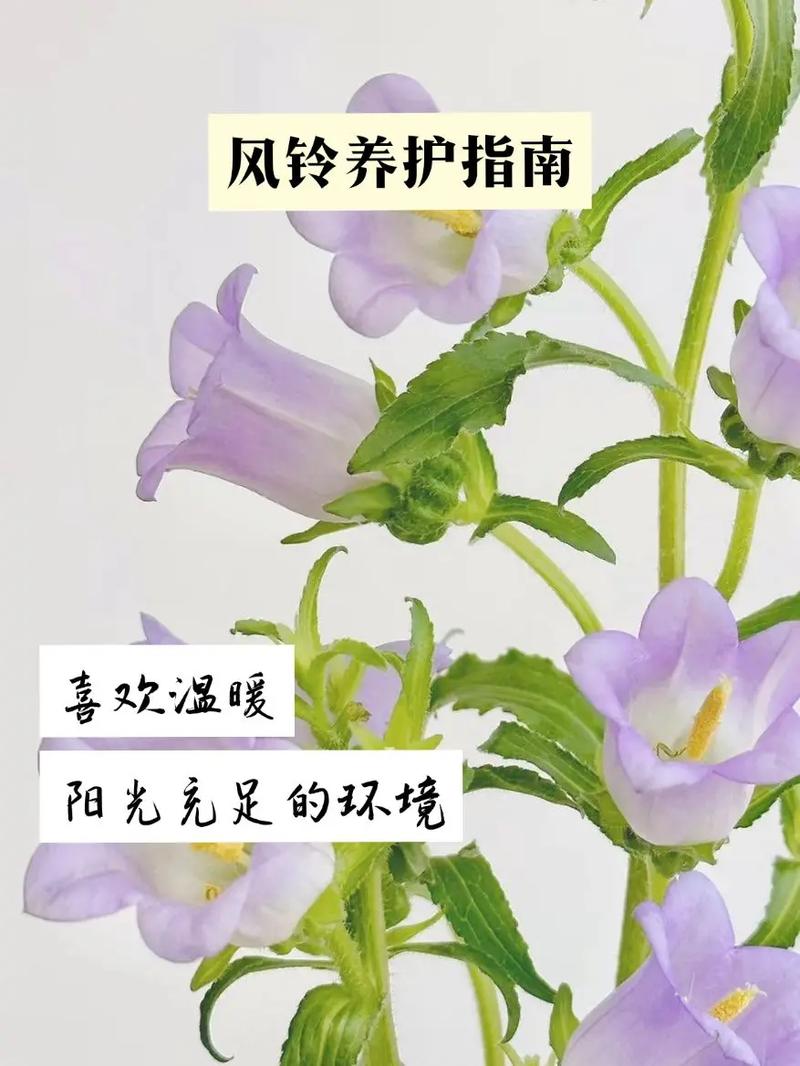 风铃鲜花花语(风铃花的寓意和象征)-第3张图片-花花知道网 风铃鲜花花语(风铃花的寓意和象征)-第3张图片-花花知道网