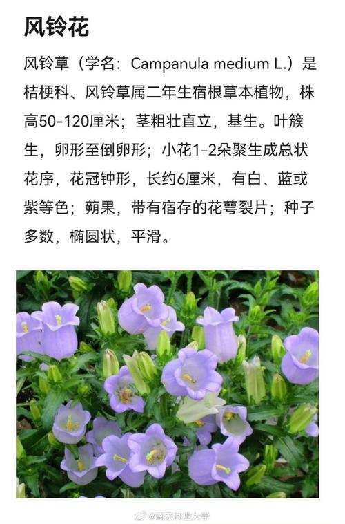 风铃鲜花花语(风铃花的寓意和象征)-第6张图片-花花知道网 风铃鲜花花语(风铃花的寓意和象征)-第6张图片-花花知道网