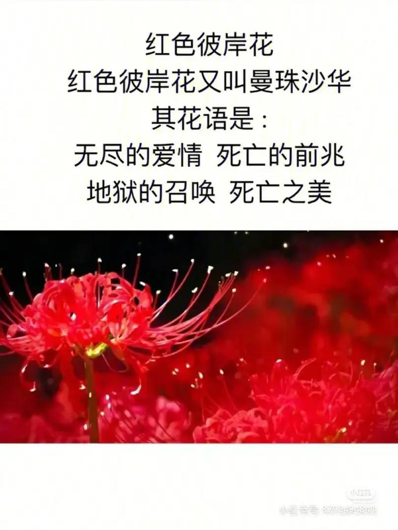粉红豆鲜花花语(一种叫粉豆的花)-第3张图片-花花知道网 粉红豆鲜花花语(一种叫粉豆的花)-第3张图片-花花知道网