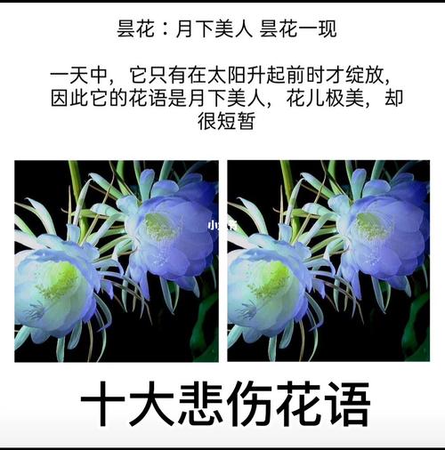 粉红豆鲜花花语(一种叫粉豆的花)-第4张图片-花花知道网 粉红豆鲜花花语(一种叫粉豆的花)-第4张图片-花花知道网