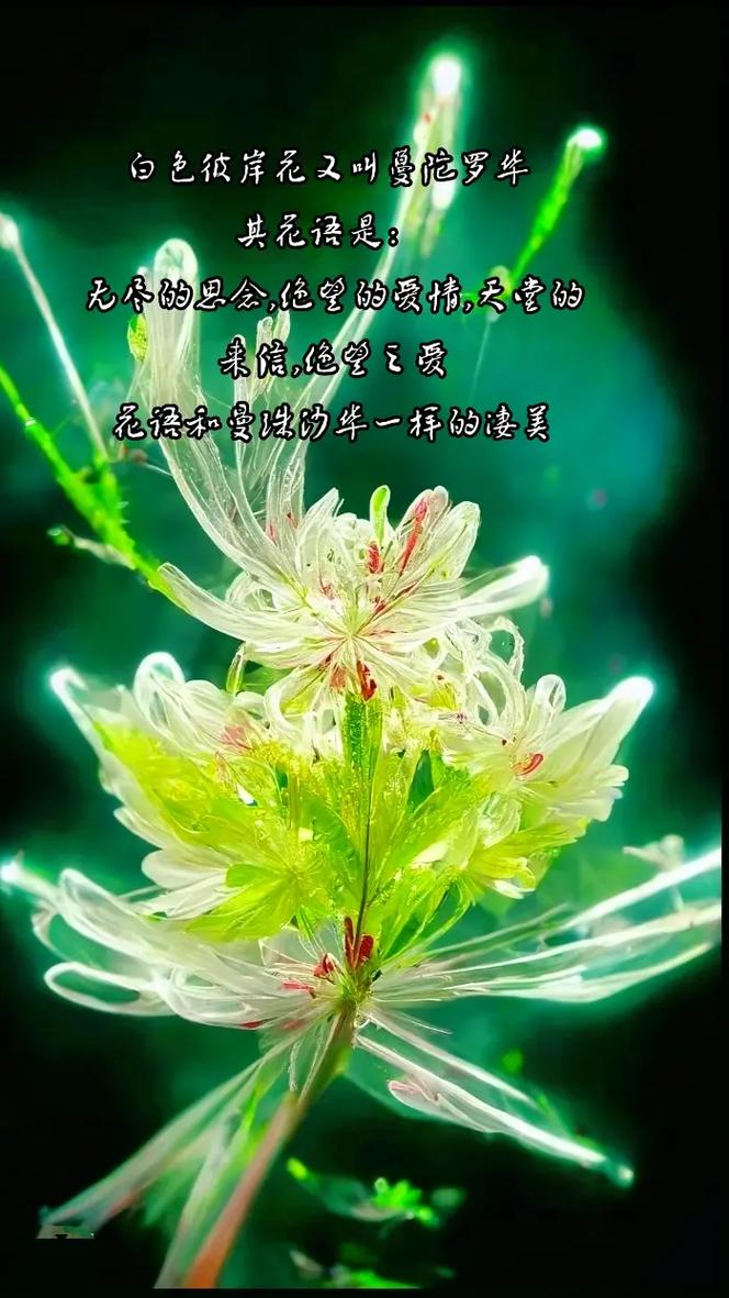 粉红豆鲜花花语(一种叫粉豆的花)-第5张图片-花花知道网 粉红豆鲜花花语(一种叫粉豆的花)-第5张图片-花花知道网