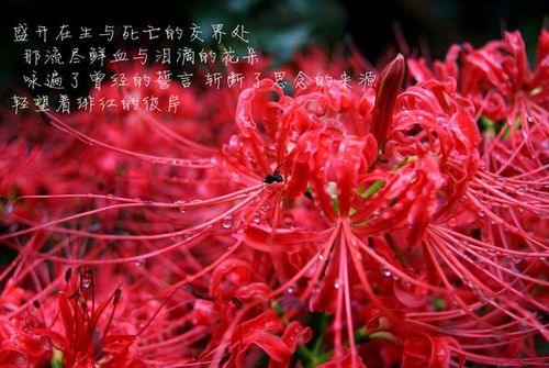 粉红豆鲜花花语(一种叫粉豆的花)-第6张图片-花花知道网 粉红豆鲜花花语(一种叫粉豆的花)-第6张图片-花花知道网