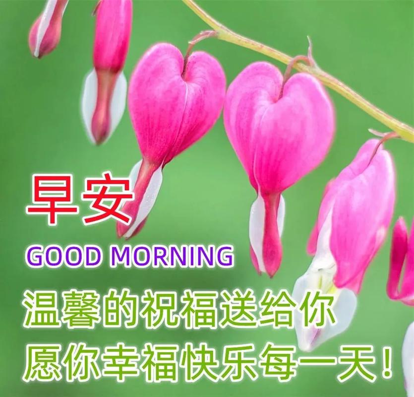 早上好鲜花花语(早上好的鲜花短视频)-第2张图片-花花知道网 早上好鲜花花语(早上好的鲜花短视频)-第2张图片-花花知道网