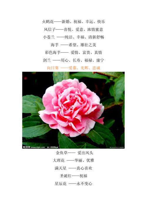 情人梅鲜花花语(情人梅花怎么种植)-第4张图片-花花知道网 情人梅鲜花花语(情人梅花怎么种植)-第4张图片-花花知道网