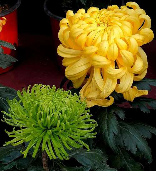 2022寓意好的鲜花(寓意比较好的鲜花)-第4张图片-花花知道网 2022寓意好的鲜花(寓意比较好的鲜花)-第4张图片-花花知道网